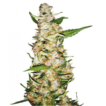 Skunk # 1 Auto